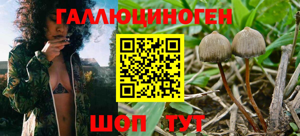 Псилоцибиновые грибы Psilocybe Рузаевка